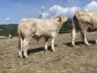 Bulle, Charolais cattle — Foto 8