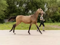 Faras dhaddig, Akhal-Teke — sawirka 5