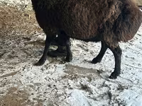 قوچ, Hissar sheep — عکس 4