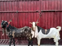 Козел, Kamori goats — снимка 1