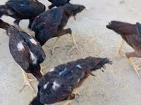 Chickens — Foto 4