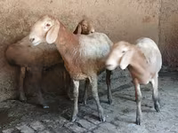 قوچ, Arashan sheep — عکس 3