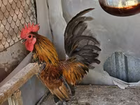 Chickens — foto 1
