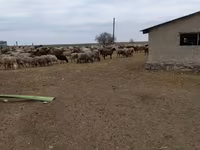 Кошара для КРС и МРС Имеется летний Загон Крыша не течет Все — รูปภาพ 5