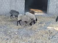 Widder, Rhon sheep — Foto 4