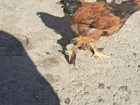 Brahma — foto 1