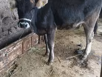 Sapi, Cattle — foto 1