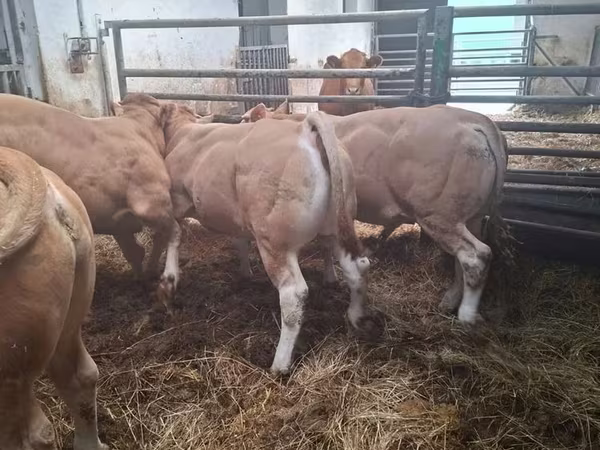 Býk, Blonde d’Aquitane cattle