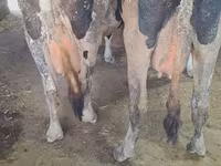 Mucca, Russian Black pied cattle — foto 2