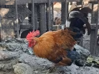 Chickens — 사진 2
