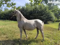 Madyan, Lipizzaner — foto 1