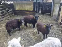 Πρόβατο, Southdown sheep — φωτογραφία 1