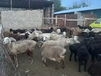 قوچ, گوسفند — عکس 4