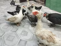 Domestic Muscovy — foto 2