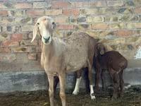 میش, Arashan sheep — عکس 8