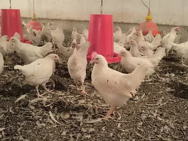 Chickens