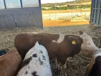 Гов, Simmental cattle — акс 1