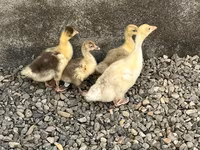 Geese — sawirka 2