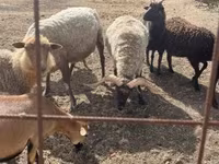 Bagge, Racka sheep — foto 4