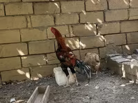 Shamo chickens — foto 3