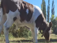 Toro, Simmental cattle — foto 4