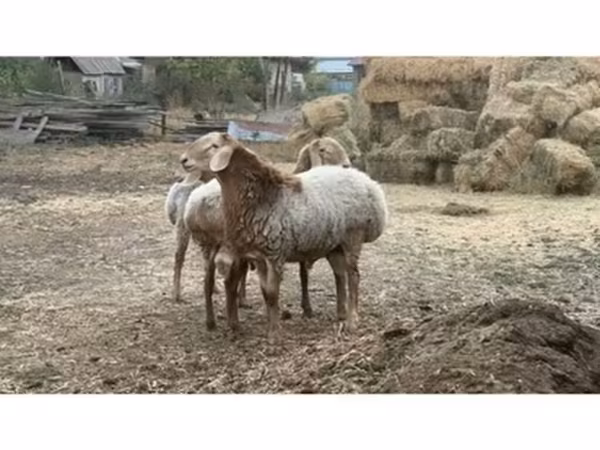 Wad, Rhon sheep