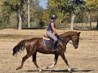 பெண் குதிரை, Hungarian horse breed — புகைப்படம் 1