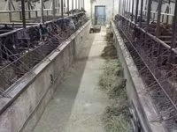 Pastuv, Коњи — fotografija 6