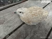 Quails — foto 7