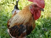 Chickens — foto 2