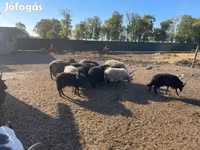 Хуц, Racka sheep — 2 зураг
