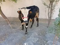 گاو نر, Russian Black pied cattle — عکس 5