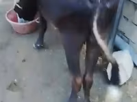 Mucca, Bovini — foto 1