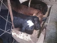 مینڈھا, بھیڑیں — تصویر 4
