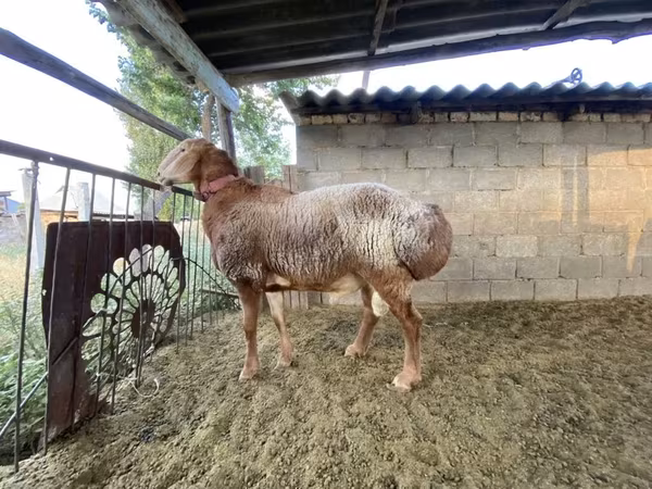 Beran, Arashan sheep