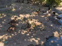Ducks — sawirka 3