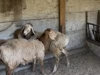 母羊, Sheep — 照片 2