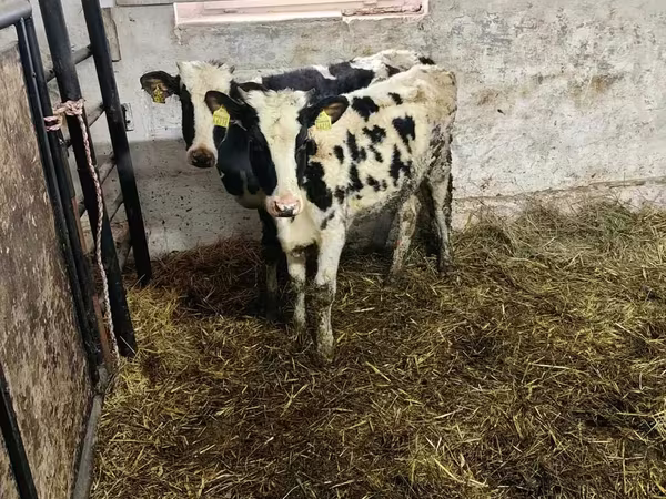 گاو و گوساله (گروه، جنسیت مشخص نشده), Russian Black pied cattle