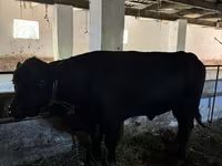 Toro, Aberdeen Angus — foto 4