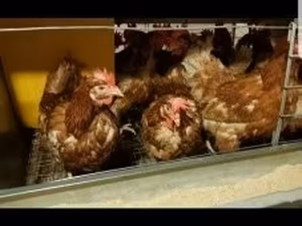 Chickens — Hungary