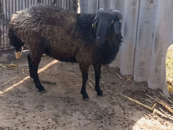 แกะตัวผู้, Karakul sheep