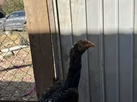 Chickens — foto 5