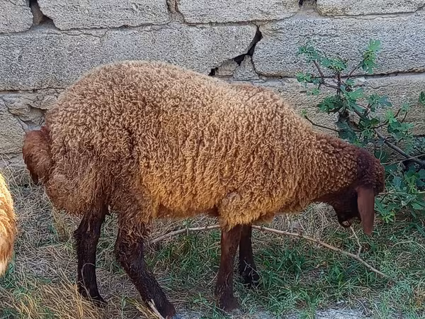 Domba jantan, Sheep