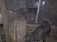 பசு, மாடுகள் — புகைப்படம் 2