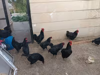 آسترالورپ — عکس 5