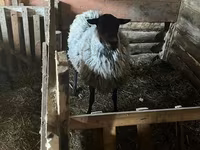 பெண் ஆடு, Romanov sheep — புகைப்படம் 2