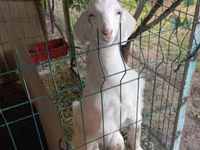 Capra, Alpine goat — foto 3