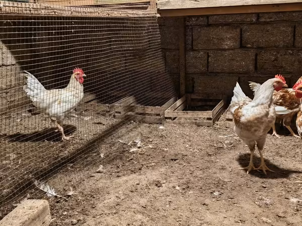 لوهمن براون