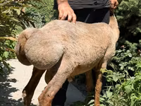 Beran, Rhon sheep — foto 3