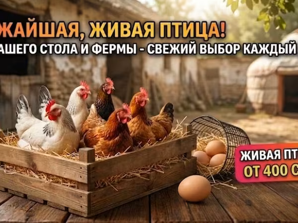 Chickens